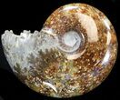 Cleoniceras Ammonite Fossil - Madagascar #44315-1